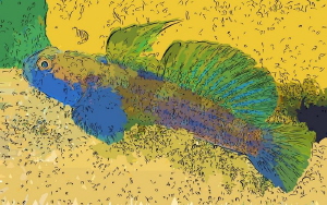 Goby elaborated by Marco Gargiulo 